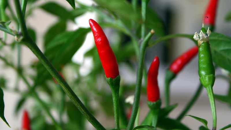 Grow Your Own Chillies