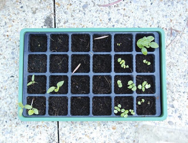 Grow Your Own Chillies