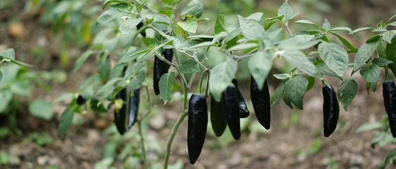 Grow Your Own Chillies