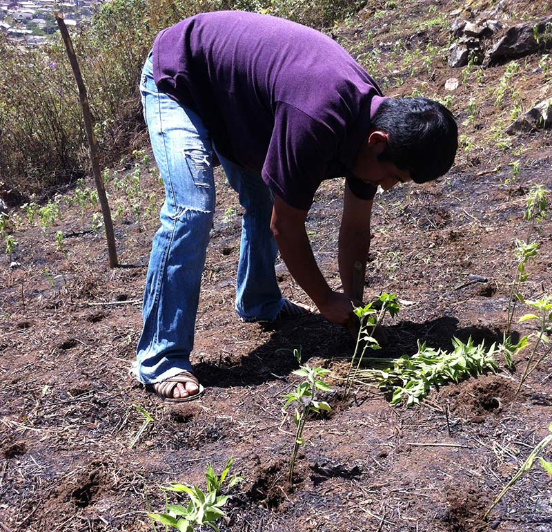 Farmers In Alotepec, Oaxaca