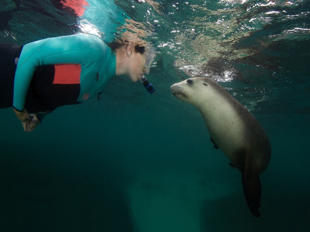 Snorkelling with sea lions