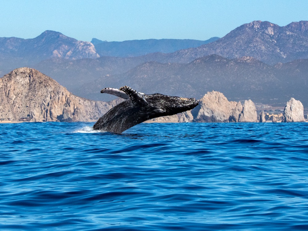 whale watching