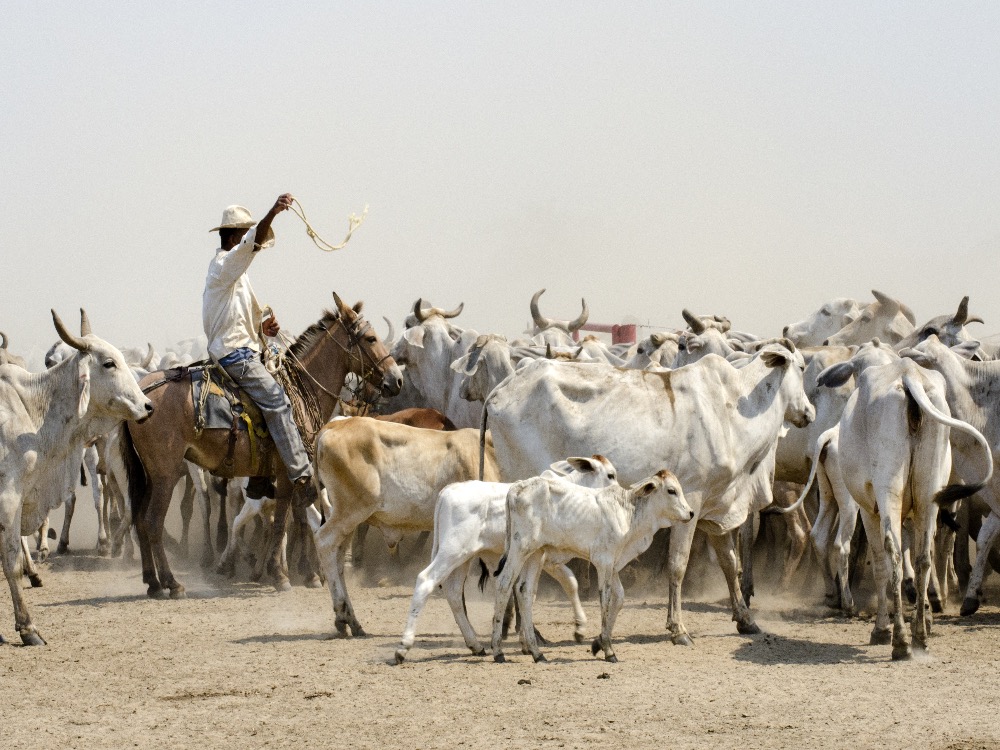Mexican Ranch Workers