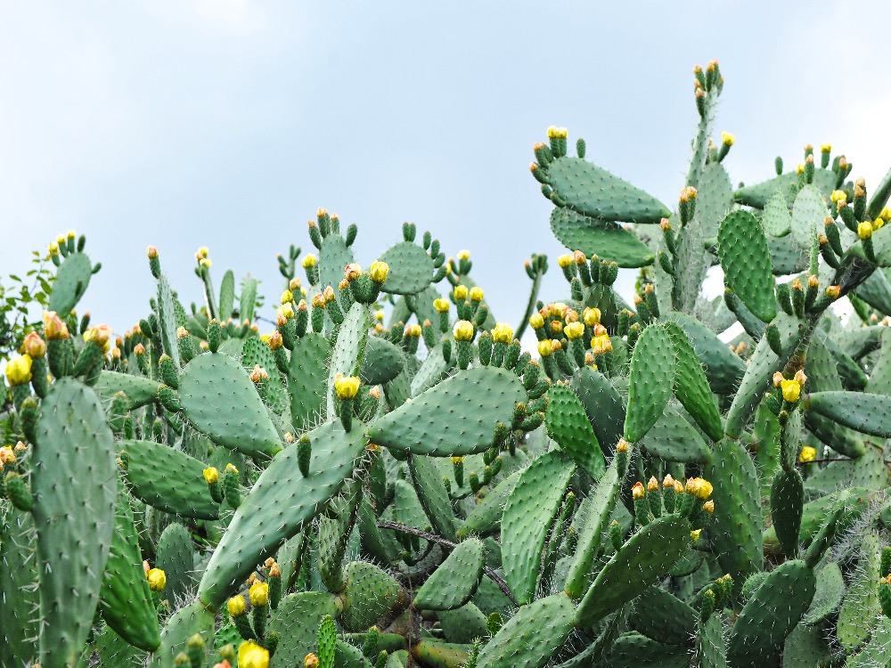 Nopal cactus pads