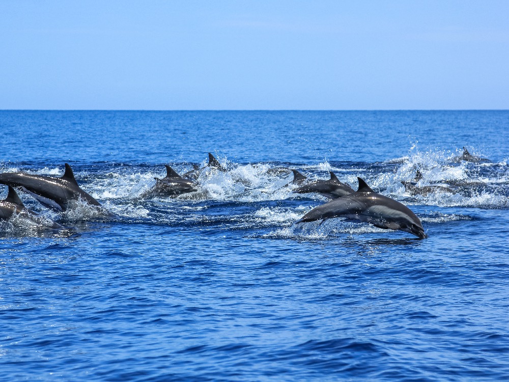boat excursion to see the dolphins 