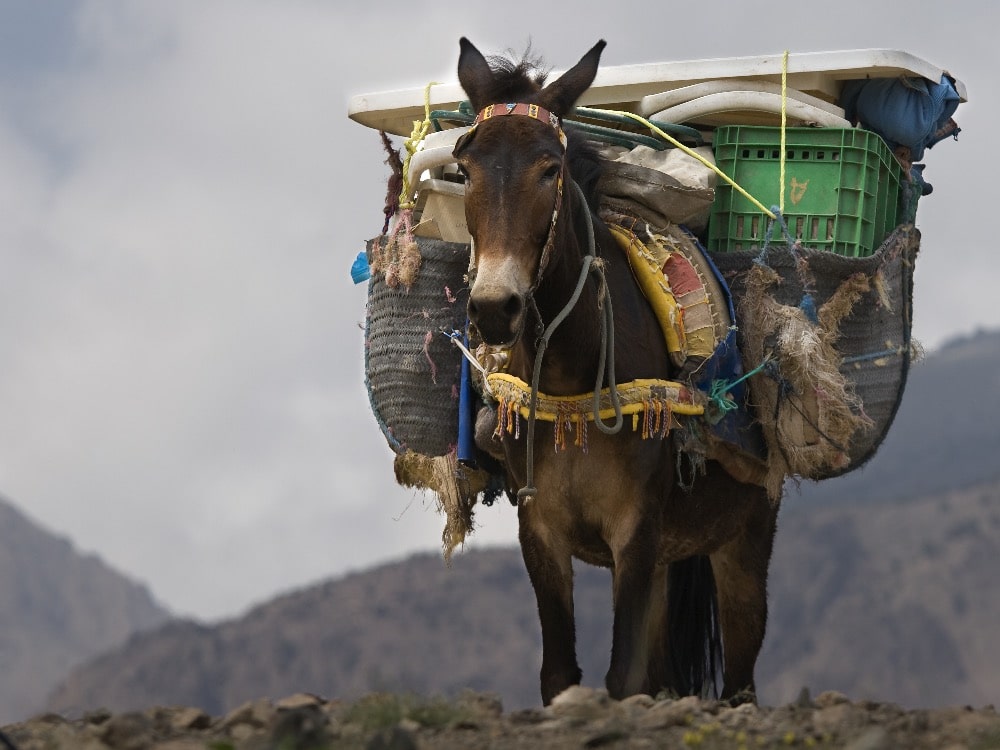 donkey carrying packs 
