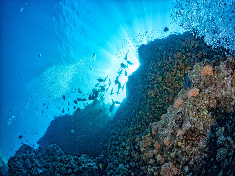 Marine Park of Cabo Pulmo
