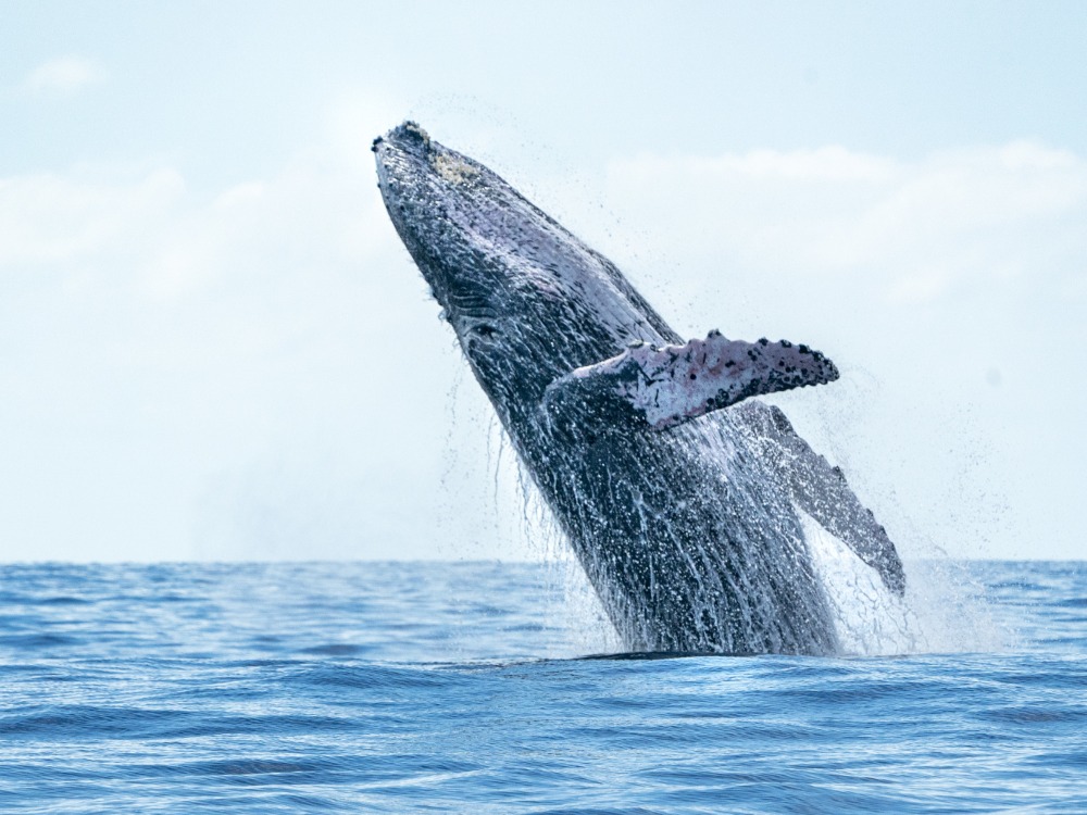 Whale Watching